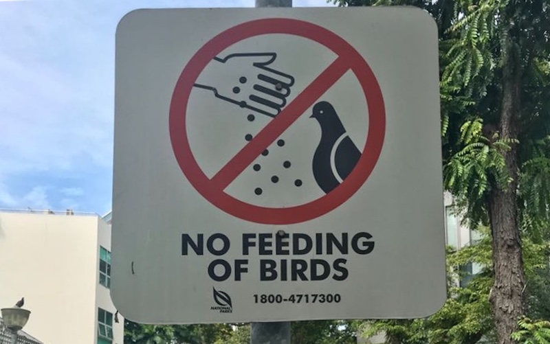 It is illegal to feed pigeons in singapore