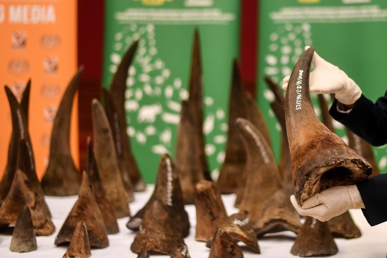 A Malaysian Wildlife official displays seized rhino horns and other animal parts at the Department of Wildlife and National Parks headquarters in Kuala Lumpur on August 20, 2018.
Malaysia has made a record seizure of 50 rhino horns worth an estimated 12 million US dollars as they were being flown to Vietnam, authorities said on August 20. / AFP PHOTO / Manan VATSYAYANA