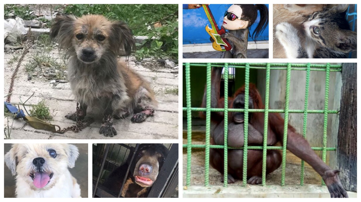 Abandoned: Indonesia's animal activists lack legal backing to stop cruelty  towards critters | Coconuts