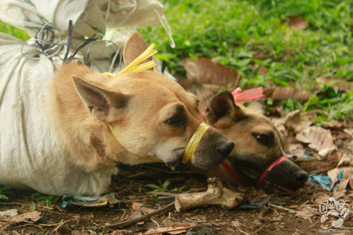 Dogs are tied as part of the dog meat trade in the country. Photo: Dog Meat Free Indonesia 
