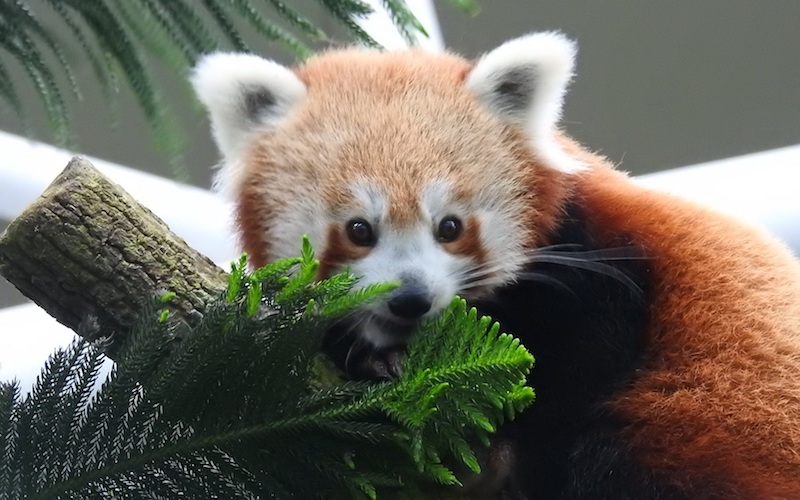 Keta the red panda. Photo: Wildlife Reserves Singapore