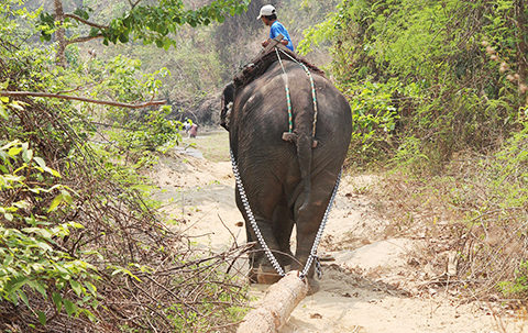 A Myanmar timber elephant at work. Photo: Virpi Lummaa