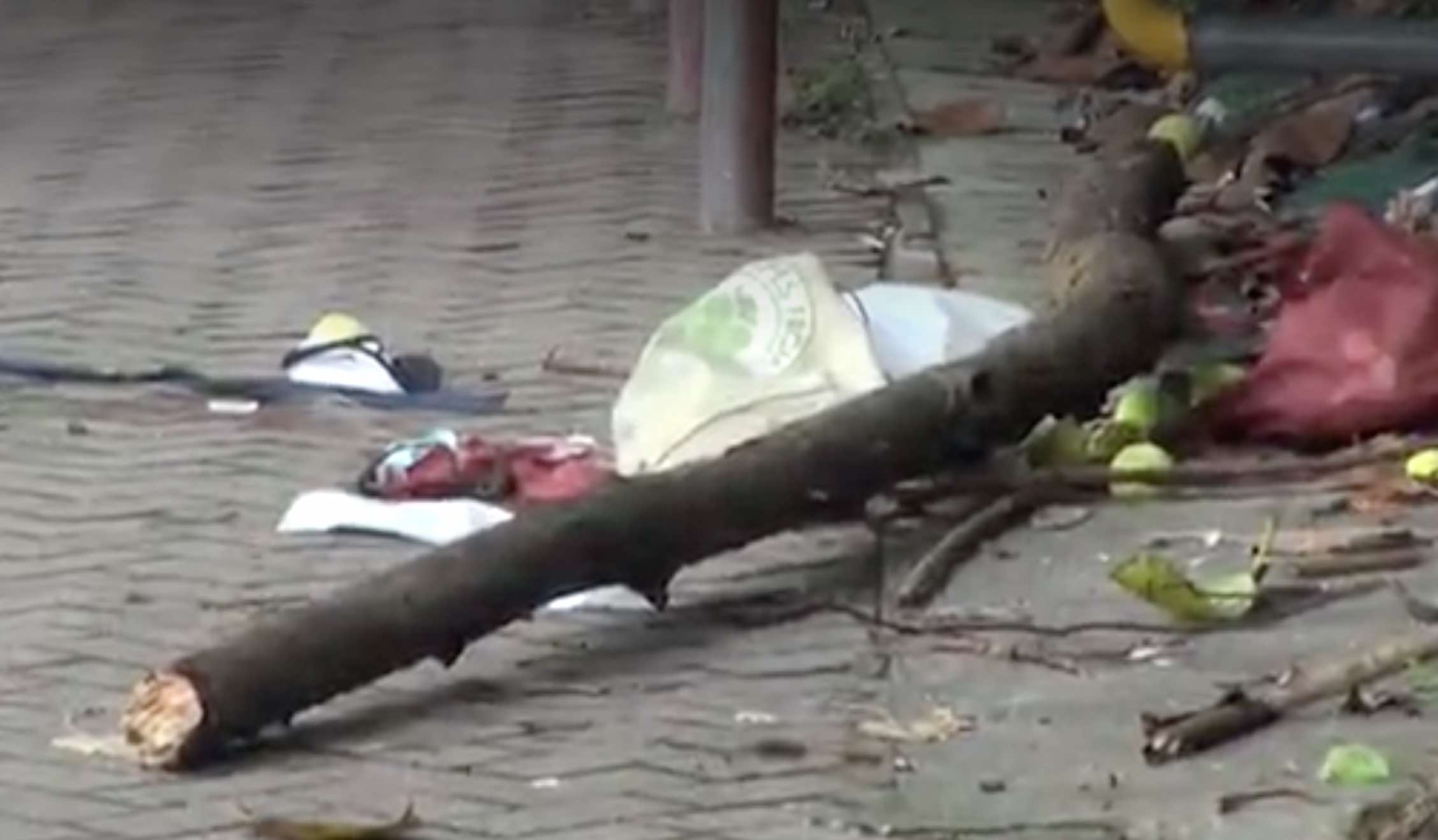 A picture of the branch which killed a 48-year-old woman. Via Apple Daily video (screen grab)