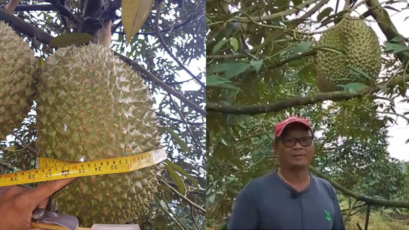 Farmer Thanapon Chainok, 51, said that one of his Monthong durian trees has produced a giant durian that weighs 18 kilos. Photos: Muangnow Fruit & Flower Farms/ Facebook