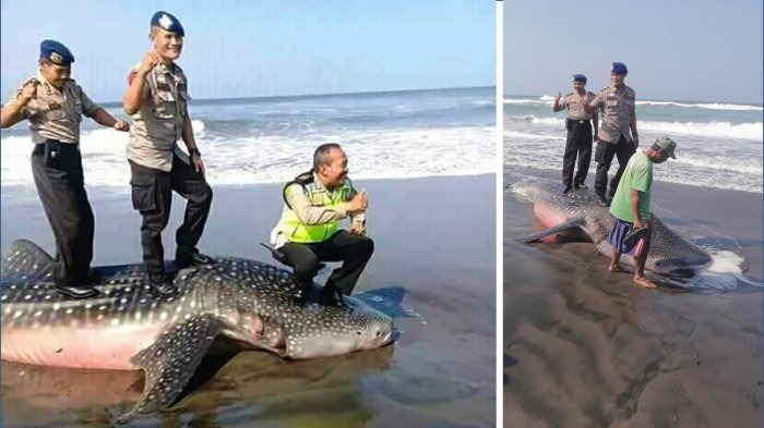 Yogyakarta police officers posing over the carcass of a beached leopard shark. Photo: Twitter