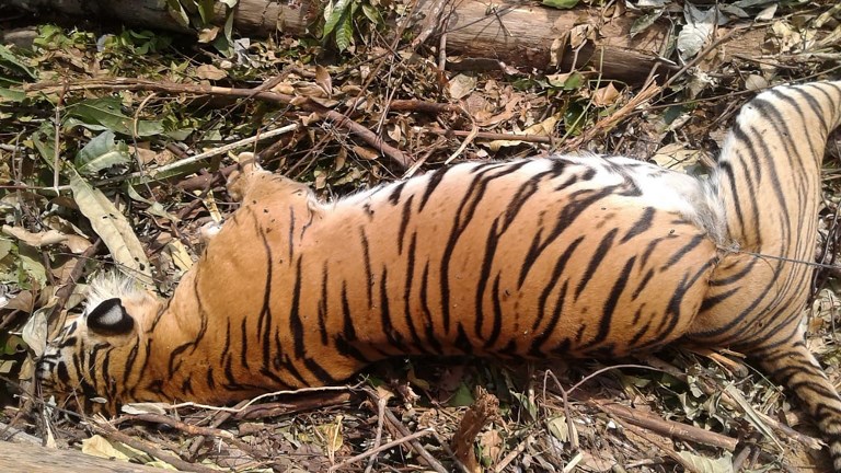 The carcass of a critically endangered Sumatran tiger which died after being caught in a pig trap near Pekanbaru on the island of Sumatra is seen on September 26, 2018.  
Locals reported to the conservation agency that a female Sumatran tiger was seen caught inside a pig trap placed by a hunter in Muara Lembu village in Riau province. / AFP PHOTO / Wahyudi