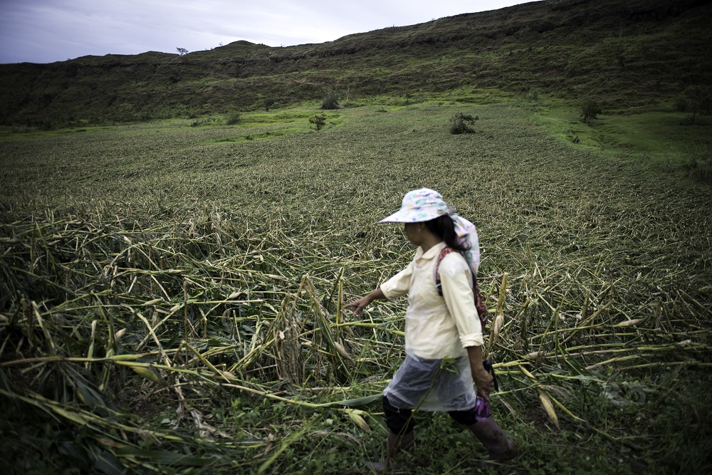 Farmer Josephine Dayag shows her corn plantation damaged by super typhoon Mangkhut in Solana, Cagayan (PHOTO: Richard Atrero de Guzman / Greenpeace handout)