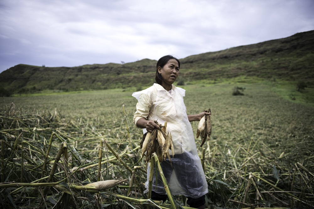 Farmer Josephine Dayag shows her corn plantation damaged by super typhoon Mangkhut in Solana, Cagayan (PHOTO: Richard Atrero de Guzman / Greenpeace handout)