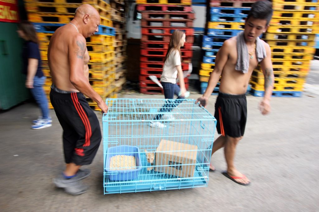 Container yard workers cart a sick cat to the rescue van. Photo: Coconuts HK.