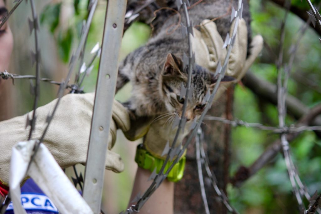 Tse tends to a cat impaled in razor wire atop a fence in Beacon Hill. Photo Coconuts HK
