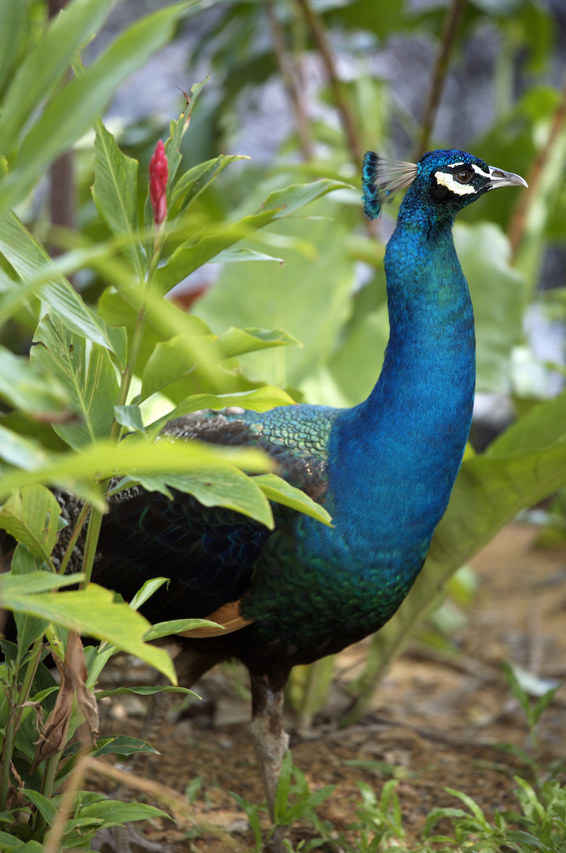 One of the peacocks on Sentosa. Photo: Amara Sanctuary Resort Sentosa