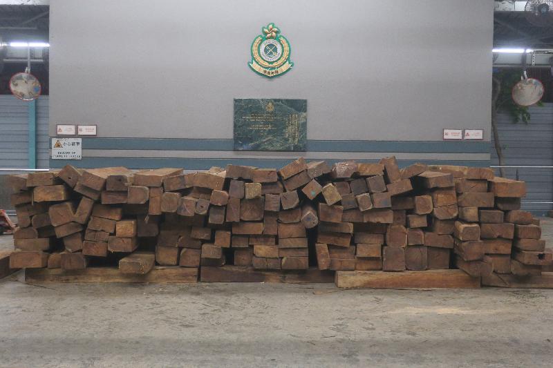 Photo shows some of the suspected endangered tree logs seized. Picture: Customs.