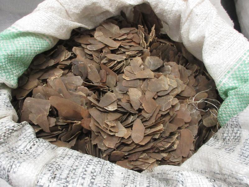 Photo shows some of the suspected pangolin scales seized. Picture: Customs.