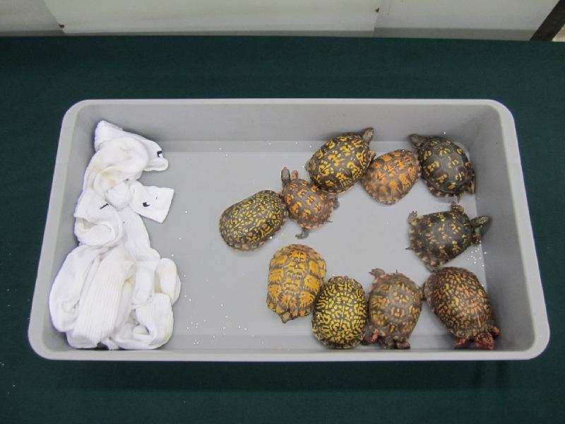 Photo shows the live turtles seized. Picture: Customs. 