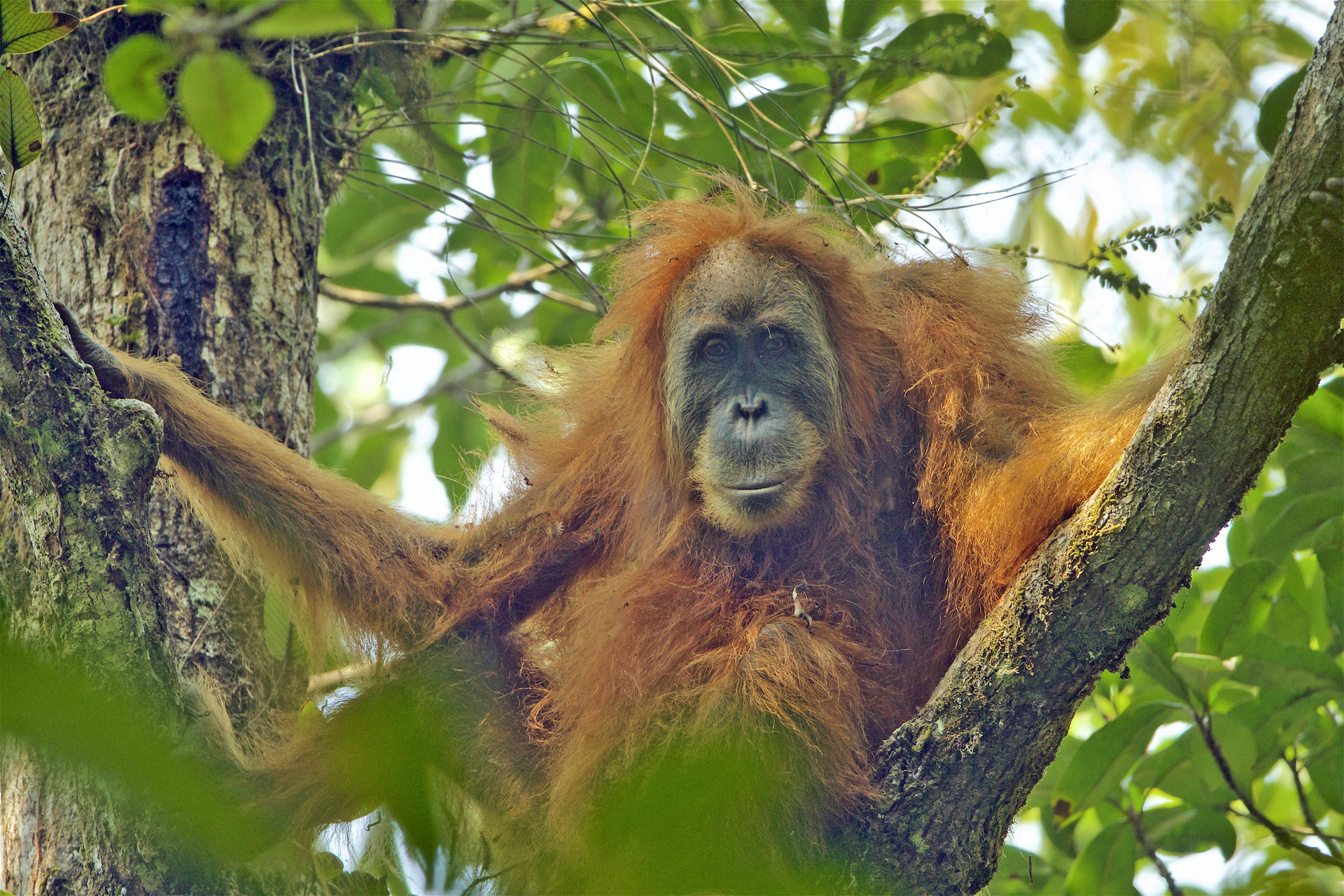 Adult female Pongo tapanuliensis at Batang Toru Forest Sumatran Orangutan Conservation Project, North Sumatran Province, Indonesia. PHOTO: Tim Laman / Wikimedia Commons