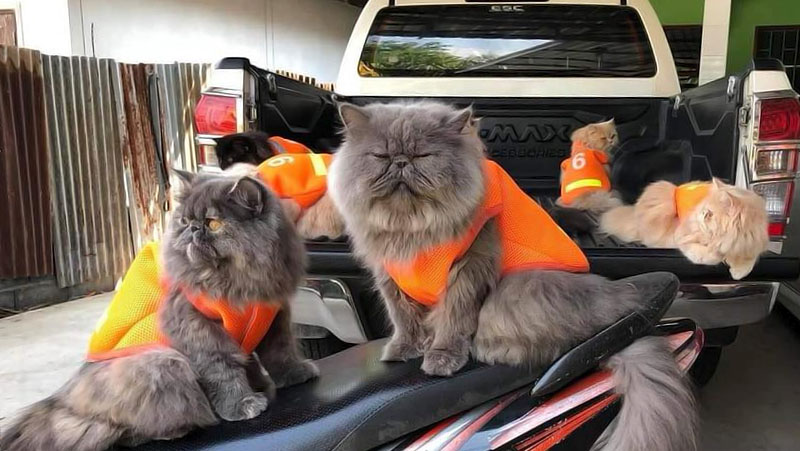 A viral photo of incredibly cute cats in iconic moto-taxi vests. Photo: ‎Yollada Kotakhun‎/ Facebook