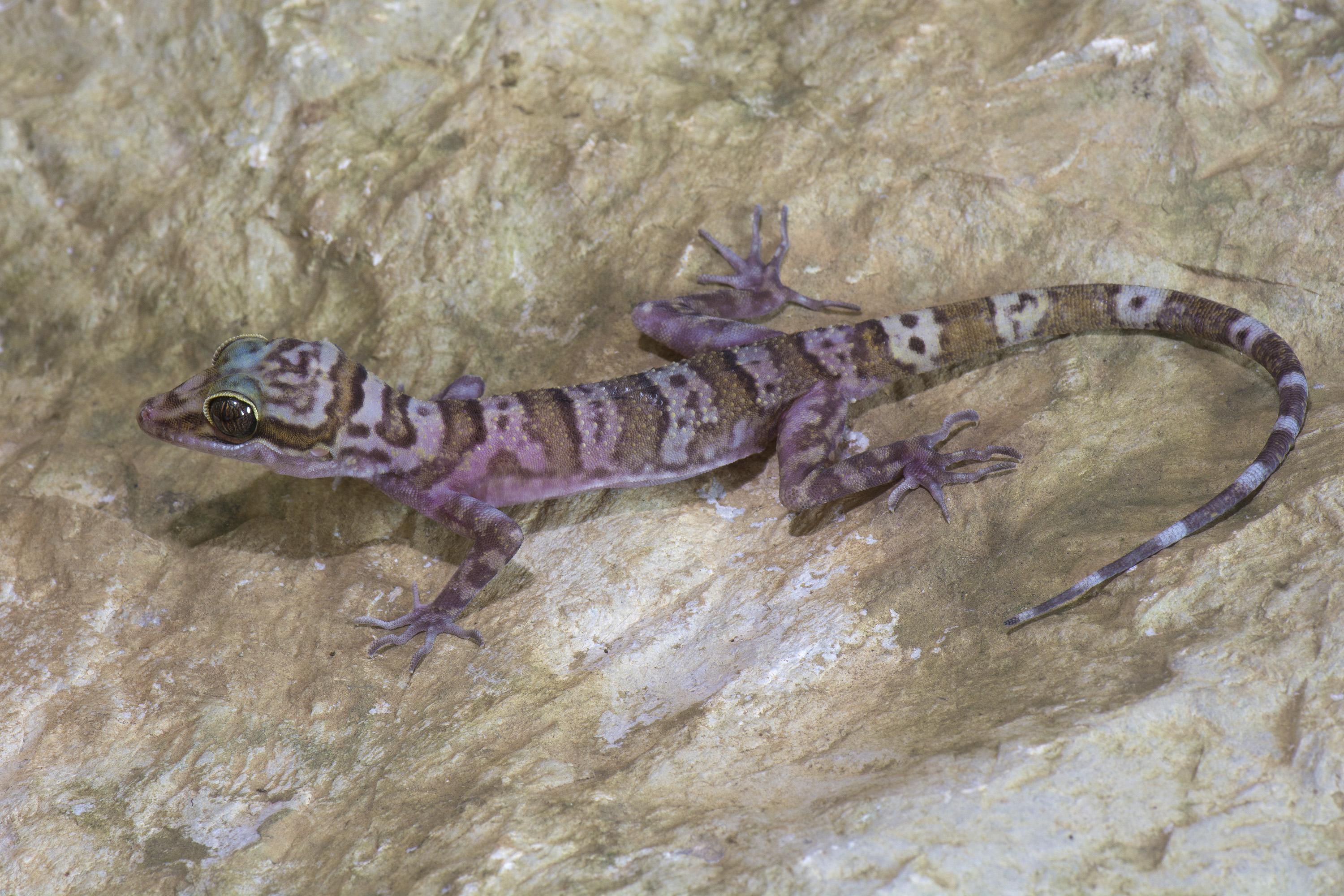 A new species of Cyrtodactylus, a bent-toed gecko, discovered in Myanmar. Photo: Lee Grismer.