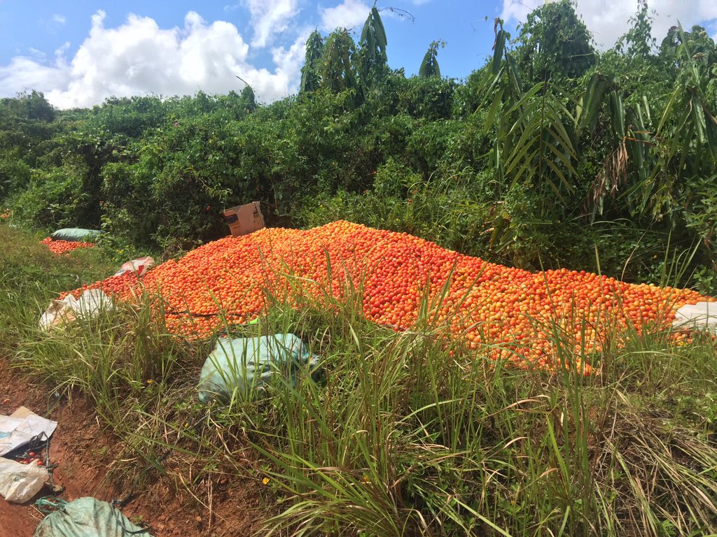 A mountain of discarded tomatoes. (Photo: Dennis Datu of ABS-CBN News)