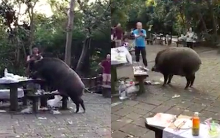 Hogging all the food. Screengrab via Apple Daily video.