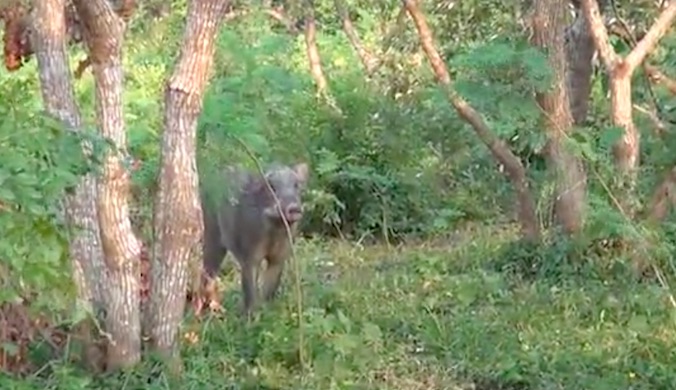 Wild boar spotted in Ma On Shan. Screengrab via Apple Daily video.