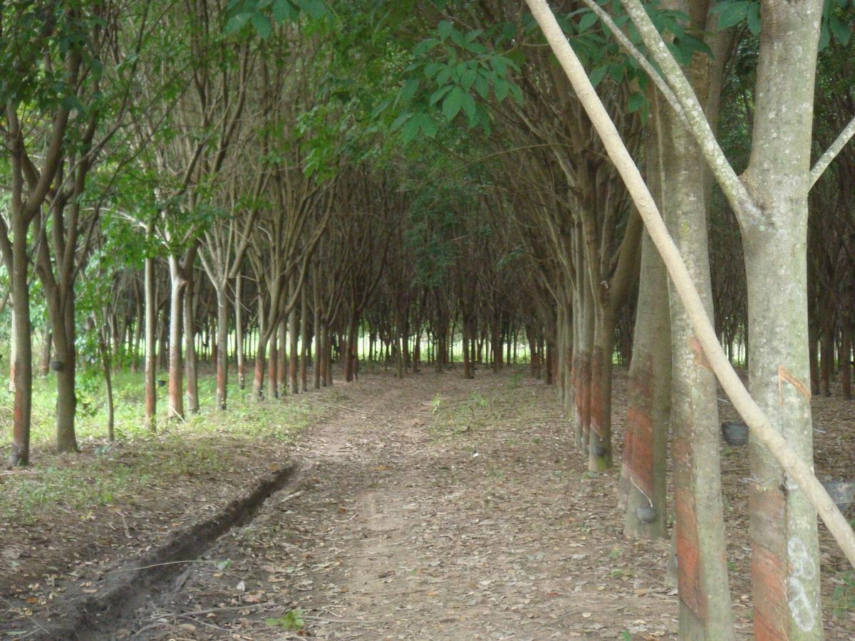 Rubber tree plantation in Thailand. Photo: Wikimedia Commons