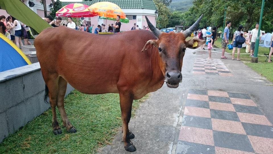Billy the Bull. Photo via Facebook/Billy – The Pui O Legendary Cow.