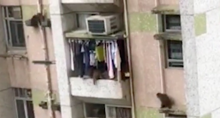 Monkeys were seen coming in and out of an apartment unit in Tai Wai stealing bread, potato chips and instant noodles. Screengrab via Apple Daily video.