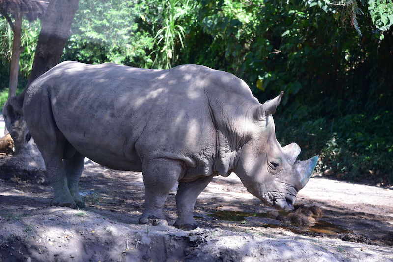 The Indonesian tsunami is causing environmentalists to worry about the survival of the endangered Javan rhino (Photo: shankar s / Flickr via CC BY 2.0)