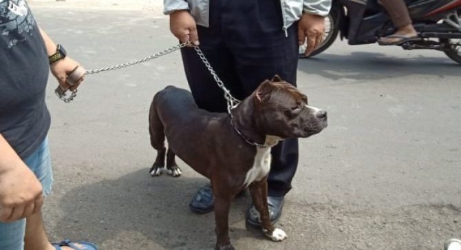 A pitbull which attacked a security guard under the instruction of its owner in Central Jakarta. Photo: Istimewa