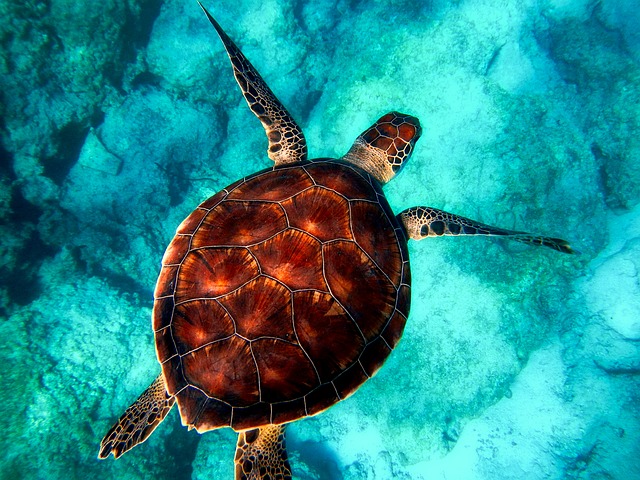 Stock image of sea turtle for illustration purposes only. (Photo: Pixabay)