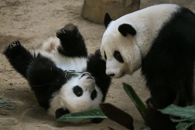 A female one-year-old panda cub (L) plays with her mother Liang Liang during her first birthday party at Malaysia’s national zoo in Kuala Lumpur on January 14, 2019. – The second panda was born at the national zoo on January 14, 2018 from parents Liang Liang and Xing Xing, a pair loaned from China. (Photo by MOHD RASFAN / AFP)