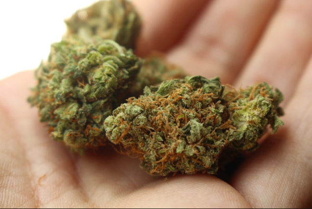 File photo of marijuana buds. Photo: Pixabay
