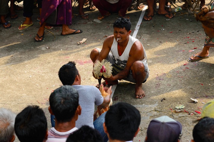 Cockfighting in Ubud. Photo: Flickr/Hendrik Wieduwilt
