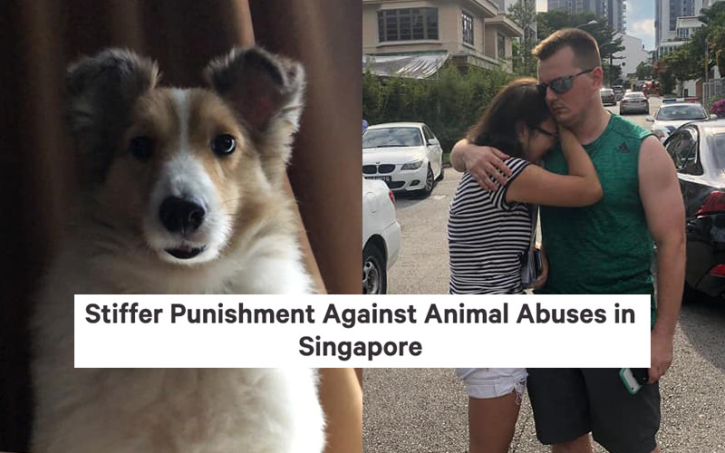 A petition to stiffen animal abuse penalties has received overwhelming support online amid an investigation into abuse allegations at Platinium Dogs Club (Photo: Serene Wong, Elaine Mao, change.org)