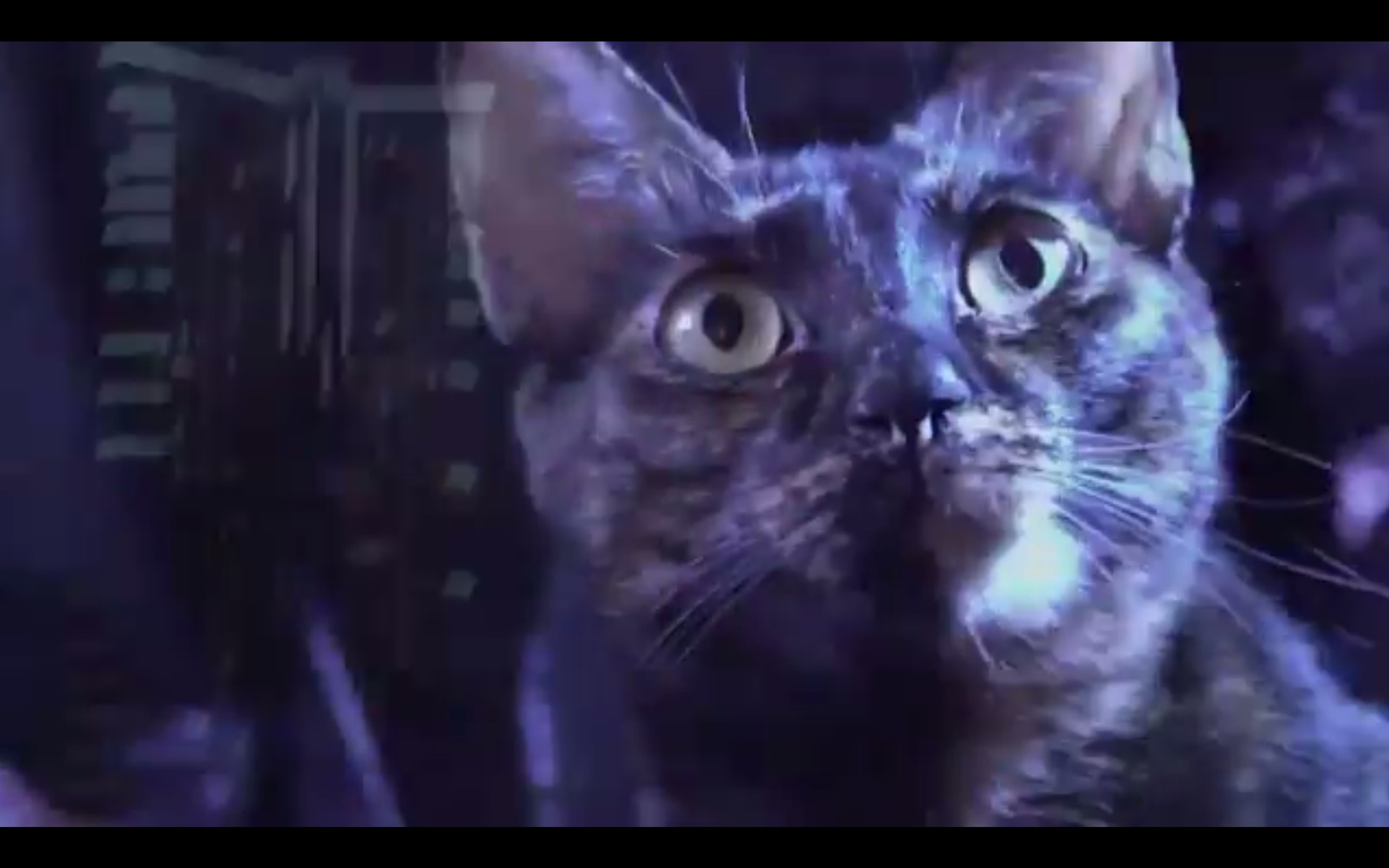 A cat featured in a new promotional video from the Hong Kong Police Force. Screengrab via Twitter.