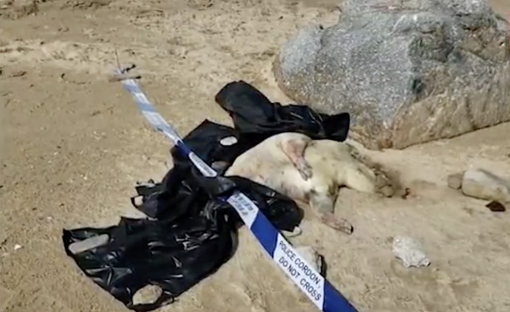 A dead pig was found washed up on a beach in Cheung Chau this morning. Screengrab via Apple Daily video.