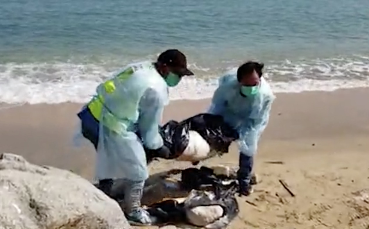 Personnel from the Food and Environmental Hygiene Department (FEHD) remove the corpse of a dead pig that was found washed up on a Cheung Chau beach yesterday morning. Screengrab via Apple Daily video.