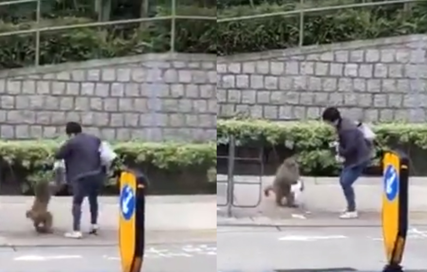 A monkey is caught on camera stealing a bag of food from an unsuspecting woman in Tai Wai. Screengrab via YouTube.