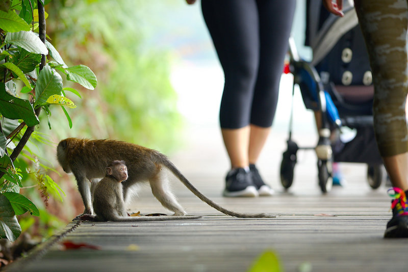 Monkeys at Macritchie. Photo: Nicolas Lannuzel/Flickr