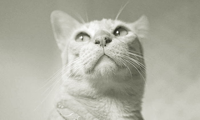 Rest in peace dear Asoke Cat. Photo: Sanook