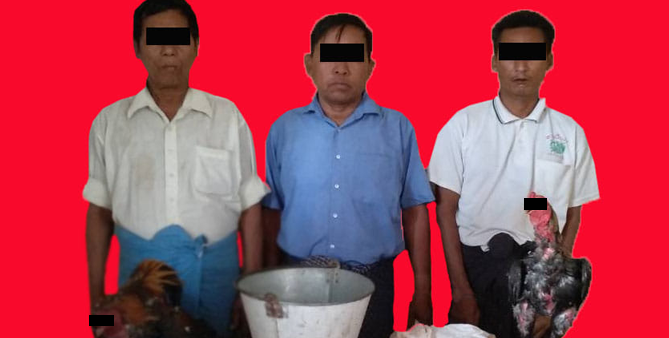 Three men arrested and photographed with two roosters and cockfighting paraphernalia at Pathein Police Station – via Tachilek News Agency Facebook page.