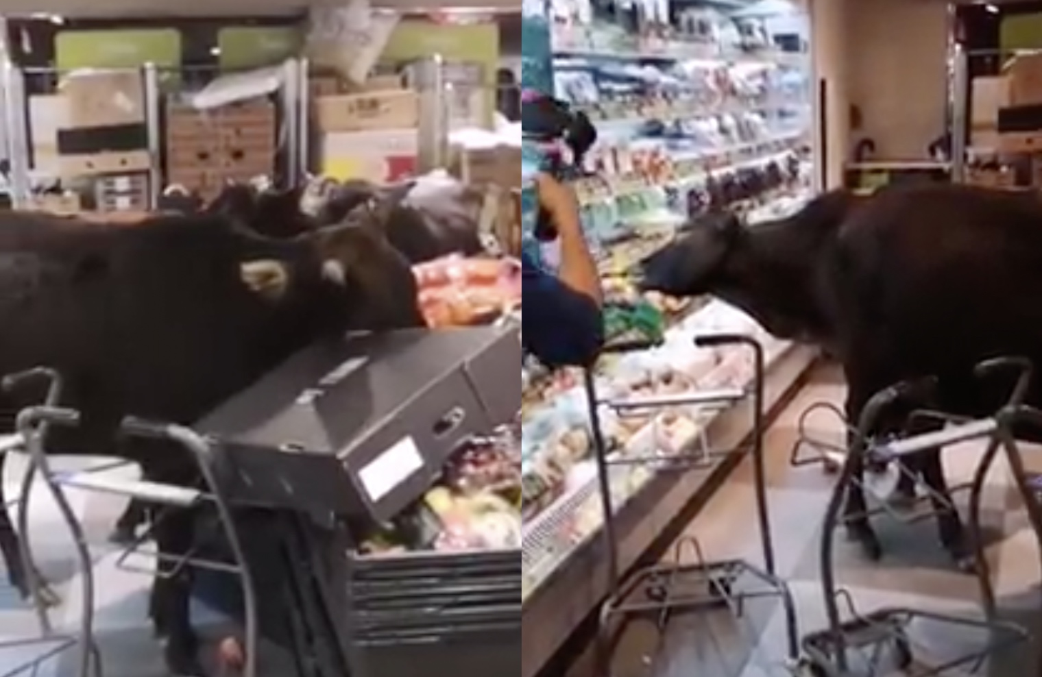 Four cows were spotted taking a trip to a grocery store in Mui Wo on the third day of the Lunar New Year. Screengrab via Facebook/video.