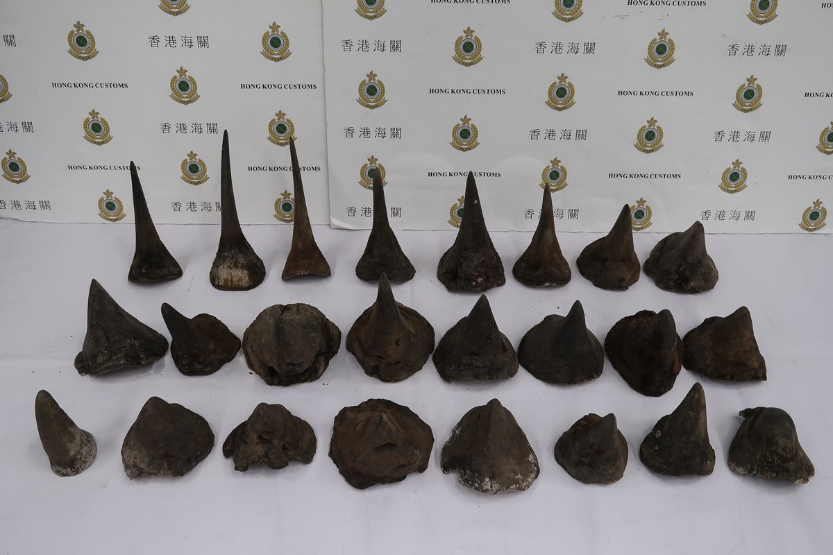 Rhino horns seized by customs official at Hong Kong International Airport today. Photo via GovHK.