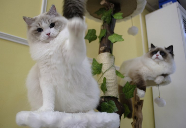 Persian cats, just two of the many owned by Taiwanese cat breeder Chang Chin-yi, who was robbed by an alleged cat burglar from Hong Kong in early February. Photo via AFP.