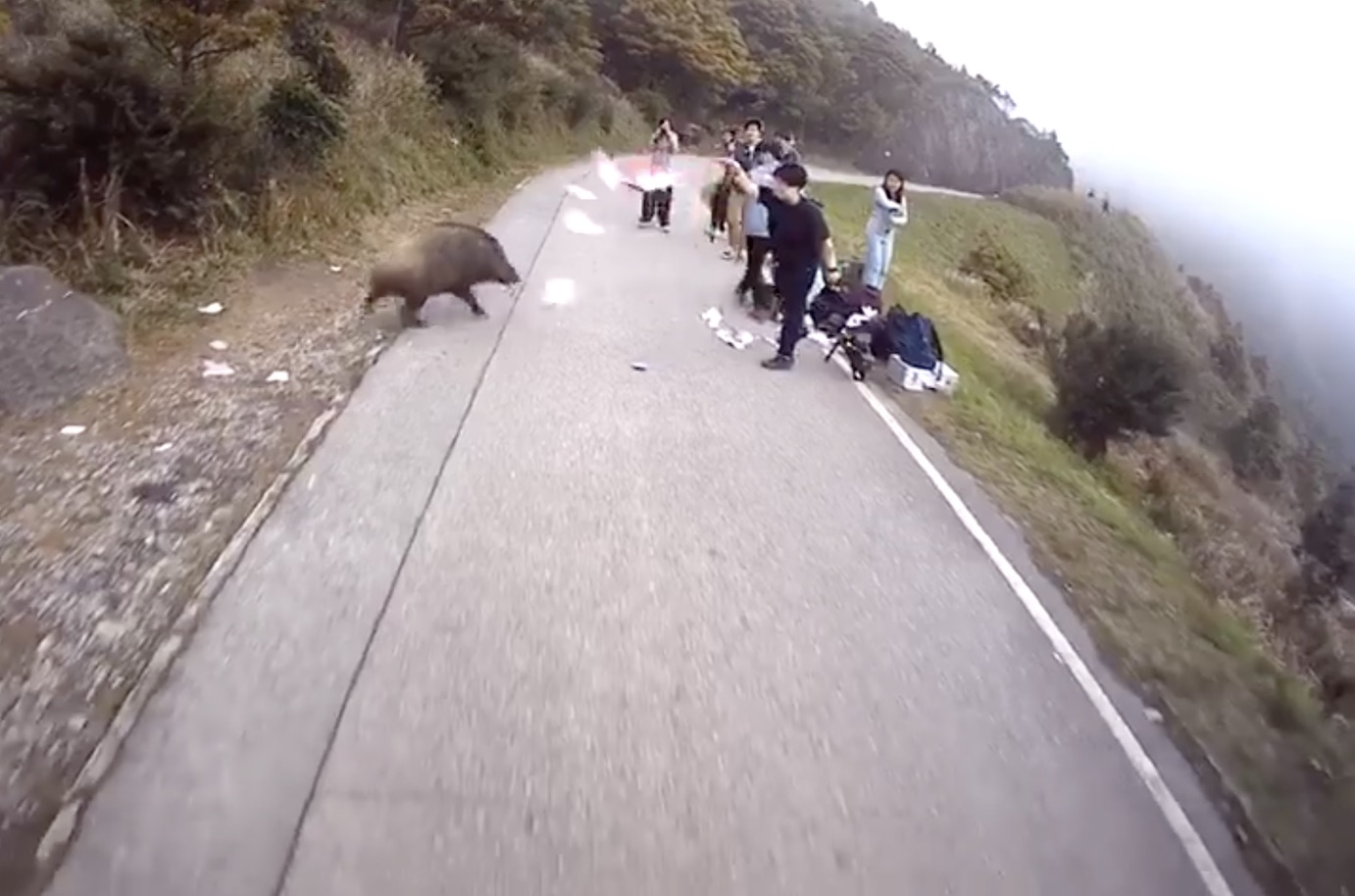 Video of a group of people throwing a plastic bag at a wild boar went viral over the weekend as a whst not to do when you see a wild boar. Screengrab via Facebook video.