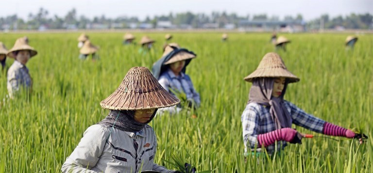 Myanmar women farm workers tend to rice plantation outside Naypyidaw on May 1, 2018 during Labour Day. (Photo by Thet AUNG / AFP)