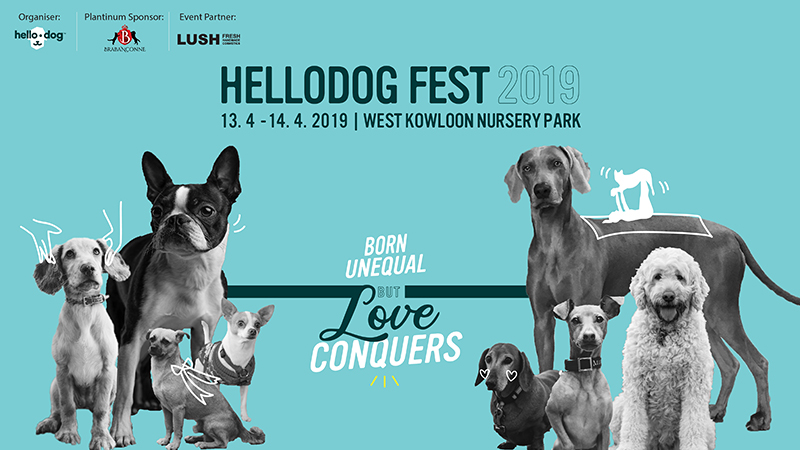 Photo: Hellodog Foundation