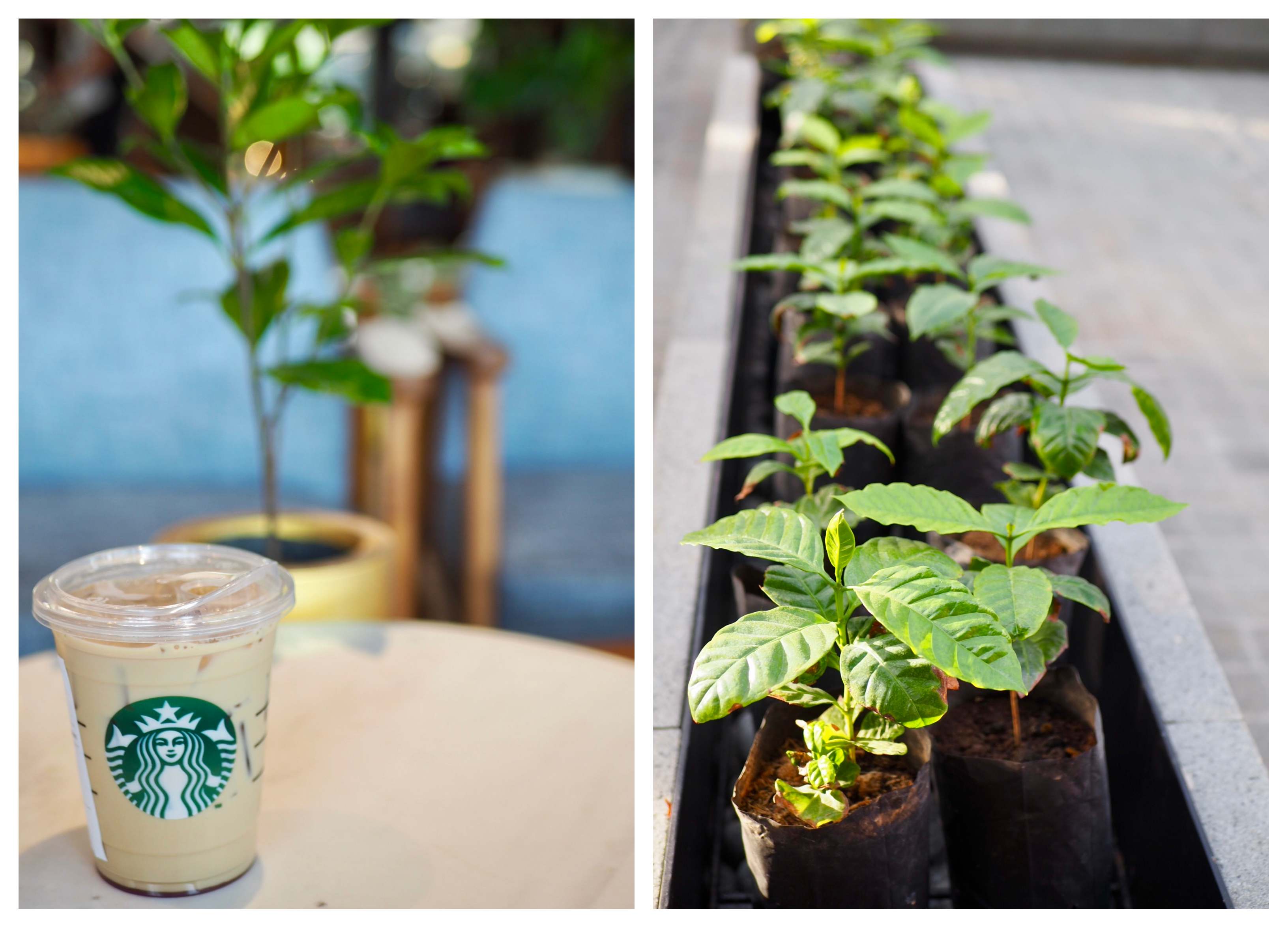 L: The signature lavender latte/ R: Coffee seedlings from the nursery upstairs. Photos: Coconuts Bali
