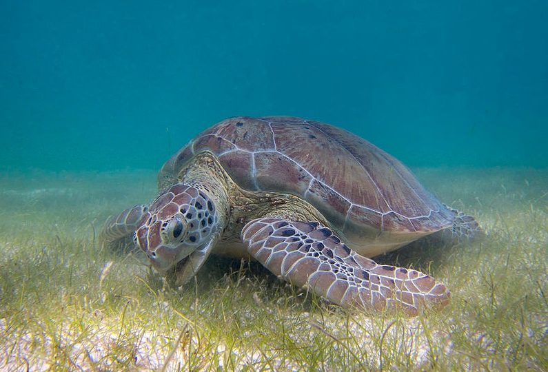 A green sea turtle grazing on seagrass. Green turtles are the most prized species for their meat. Photo: Wikimedia Commons