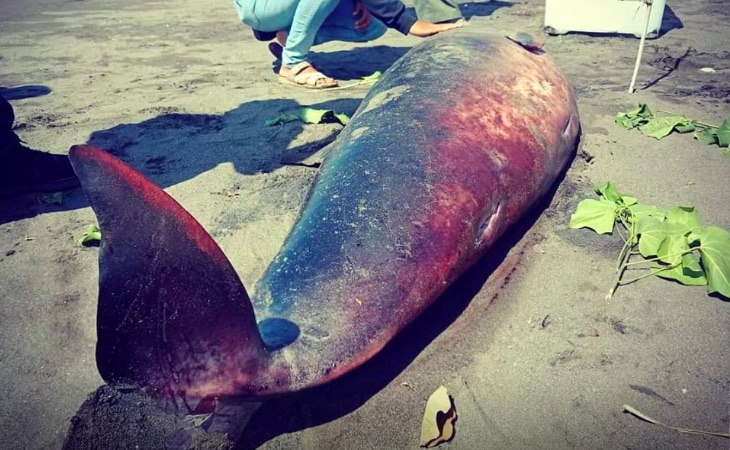 The poor whale died after being stranded in the area for two days. Photo: FB/ Amalpura Info
